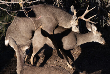 A Mule Deer Buck and Doe mate during the rutting season.