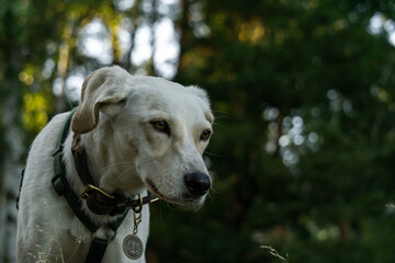 Hund im Wald, Labrador mit Halsband