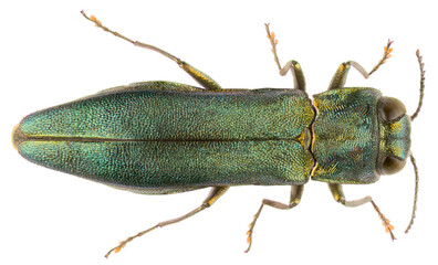Agrilus angustulus is a species of jewel beetles of the family Buprestidae. Dorsal view of metallic...
