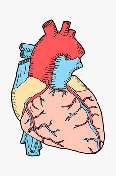 HEART ANATOMY FLAT ILLUSTRATION VECTOR