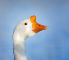 Closeup portrait of White Chinese Goose. Natural blue background with copy space. 