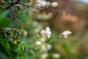 Beautiful European flower with blurry background