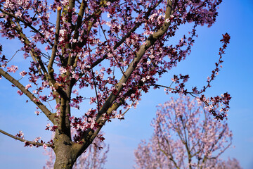 a blooming tree in the garden, filled with bright colors and aromas