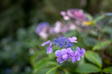 Beautiful European flower with blurry background