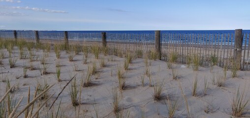 Vegetation at Duxbury beach
