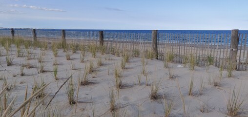 Protected Vegetation at beach