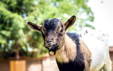 A little goat in black, brown and white color. A small goat at the farm.