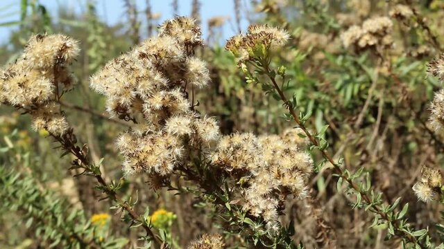 White mature trichomatic pappus achene fruit of Coastal Goldenbush, Isocoma Menziesii, Asteraceae, native perennial semi-deciduous shrub in Ballona Freshwater Marsh, Southern California Coast, autumn.