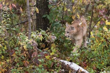Cougar (Puma concolor) Walks Through Snow Dusted Vegetation Autumn