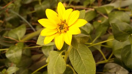 yellow flower in the garden