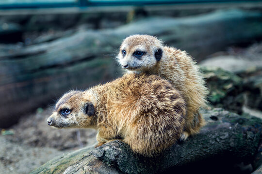 Two small mercats sitting on a branch. 