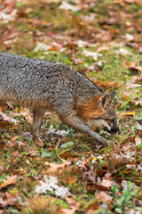 Grey Fox (Urocyon cinereoargenteus) Steps Right Autumn