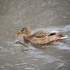 samotna kaczka krzyżówka © Mariusz Sowula