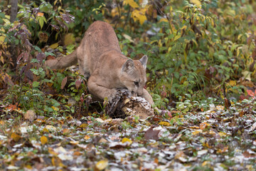 Cougar (Puma concolor) Claws and Sniffs at Log Autumn