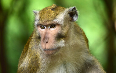 Macaca fascicularis (long-tailed monkey) or monkey in the jungle, Close up detail of long tailed monkey