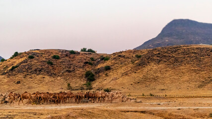 camels with landscape in oman