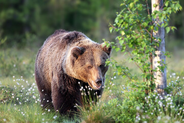 The brown bear (Ursus arctos), big male walking along a green meadow.Big bear face to face.