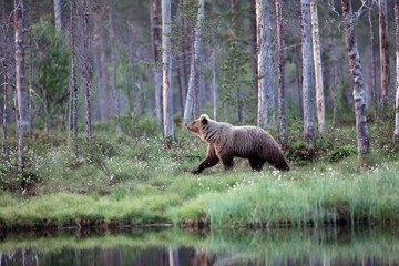 The brown bear (Ursus arctos) female walking through the woods. A bear with a raised snout walks along the shore of a forest lake in the taiga.