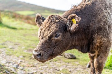 English Angus breed cow on the coast - Highlander