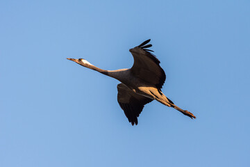 Common crane flying in an early autumn morning over a lake near Agamon Hula, Israel. 