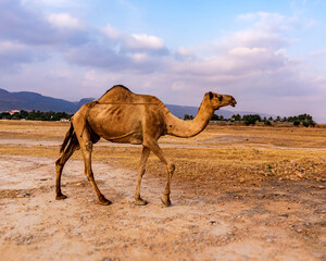 camel in the desert