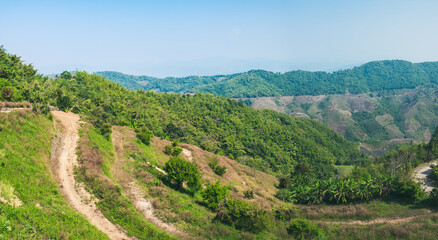 Fototapeta na wymiar Mountain landscape in North Thailand, tropical Thai nature scenery with organic tea plantation and green natural exotic plants on valley of Doi Mae Salong Mountain, Chiang Rai province of Thailand