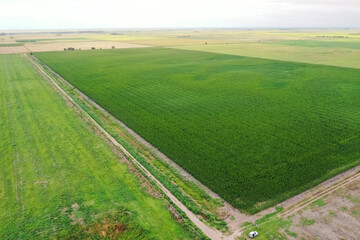 Corn cultivation, Buenos Aires Province, Argentina.