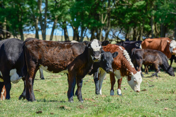 Cattle in Argentine countryside,La Pampa Province, Argentina.