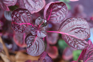 purple leaf plant growing