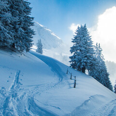 trecks in the fresh snow 