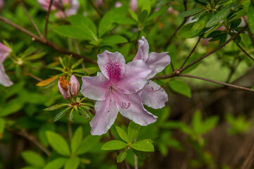 Obraz premium Pink azalea flowers closeup