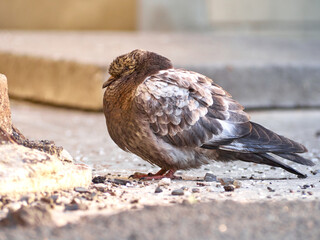 A ruffled pigeon is sitting on asphalt