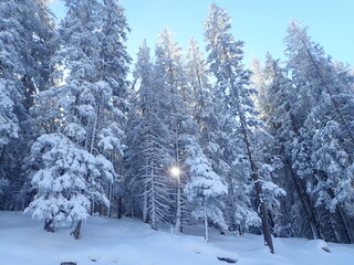 sunbeams in the snowy forest 