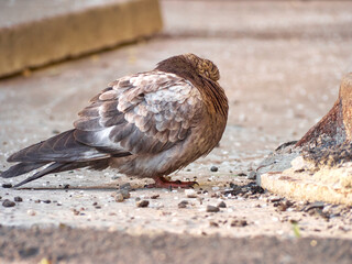 A ruffled pigeon is sitting on asphalt
