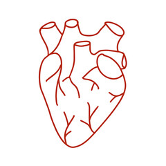 Single continuous line art anatomical human heart silhouette. Isolated heart on white background. Healthy medicine concept design one sketch outline drawing. Linear style. Vector illustration, doodle