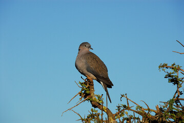 BIRDS- Africa- Close Up of An African Mourning Dove Perched on a Branch