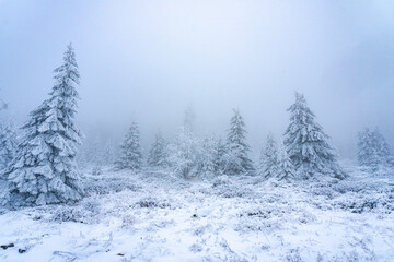 Icy Forest Landscape