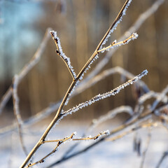 grass, branches covered with frost