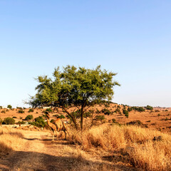 camels with landscape in oman