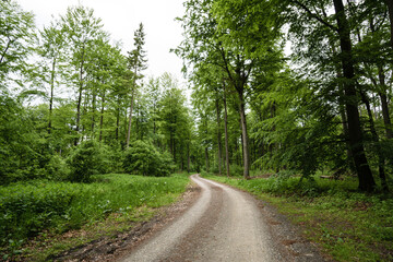 Fototapeta premium Urwald Sababurg