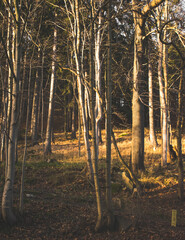 Forest trees in the mountains during fall. 8,5x11 aspect ratio. Magazine cover size.