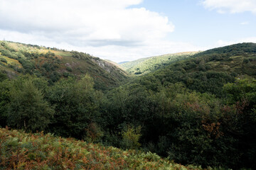 Forest in Cornwalls, United Kingdom