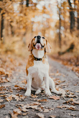 Beagle playing in the forest