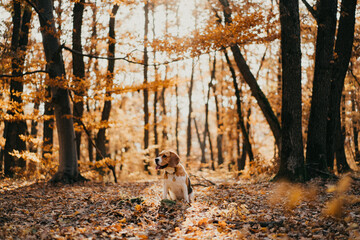 Beagle playing in the forest