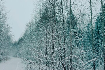 trees in the snow in the winter forest