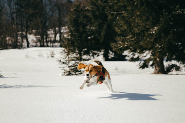 dog running in the snow