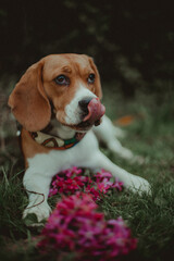 beagle puppy in grass