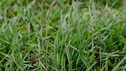 Wheat seeds grew out of the ground. Young autumn green wheat