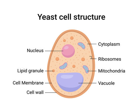 Yeast Photos, Download The BEST Free Yeast Stock Photos & HD Images