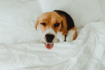 Beagle dog in bed